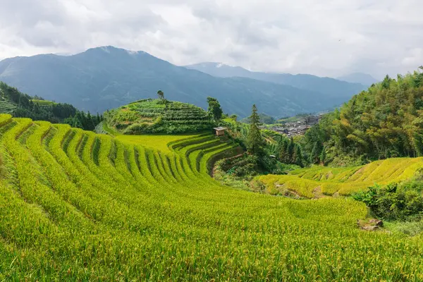 Longsheng Guilin Çin 'deki teras.