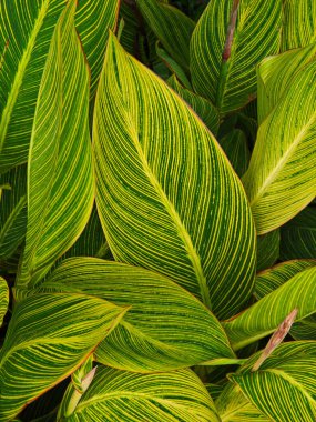 Taze Altın Damar Cannas arka planı