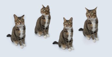 Beyaz arkaplan kedilerin farklı ifadeleri