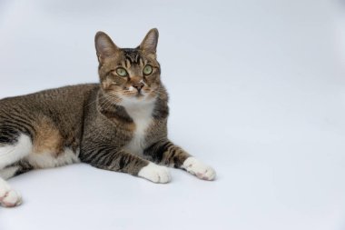 Beyaz zeminde yatan kedi.