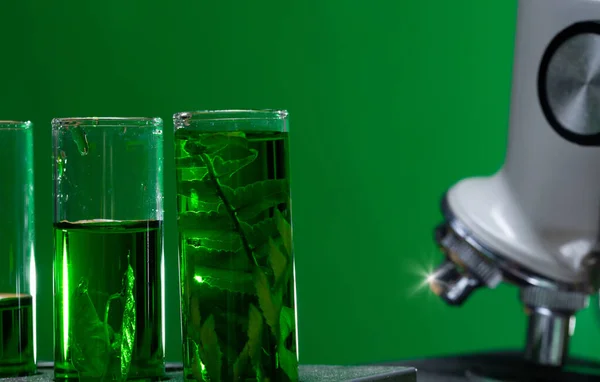 试管实验室药物研究 玻璃器皿中的天然有机和科学提取 森林叶子绿色草药 天然护肤美容产品 绿色自然的实验室与发展理念 — 图库照片