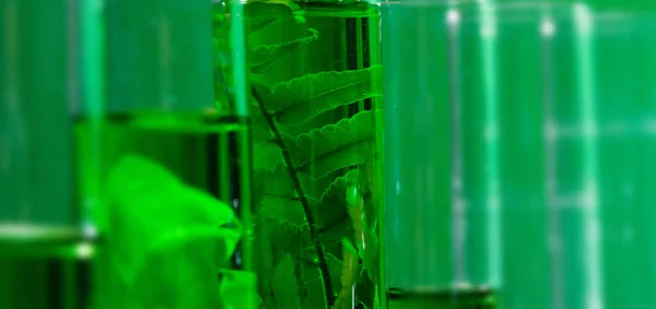 Investigación Drogas Tube Lab Extracción Orgánica Científica Natural Cristalería Medicina —  Fotos de Stock