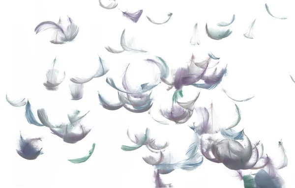 Многие Pastel Feather Feather Падают Воздухе Белом Фоне Изолированы Пушистые — стоковое фото