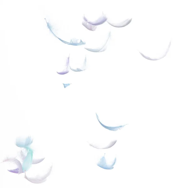 Πολλές Μύγες Pastel Feather Πέφτουν Στον Αέρα Πάνω Από Λευκό — Φωτογραφία Αρχείου