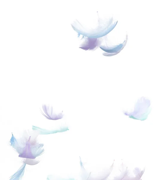 Πολλές Μύγες Pastel Feather Πέφτουν Στον Αέρα Πάνω Από Λευκό — Φωτογραφία Αρχείου