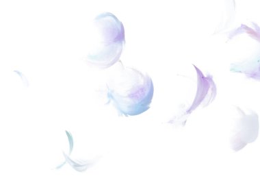 Birçok Pastel Tüyü sineği beyaz arka planda tek başına havaya düşer. Kabarık yumuşak tüyler, gökyüzünde süzülen rüya güvercini gibi pürüzsüz. Açı cennetten uçuyor, fotoğraf hareketi