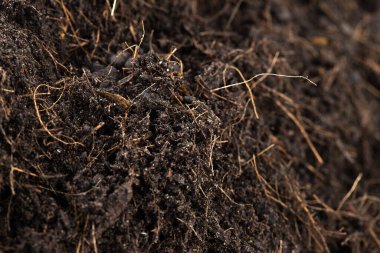 Kara gübre ekilmeye hazır, iyi organik topraklar bahçe çiftçiliği için kök salmış, kökleri tozlu toprağın dokuları yığılmış. İzole edilmiş beyaz arkaplan üzerindeki seçici odağı kapat