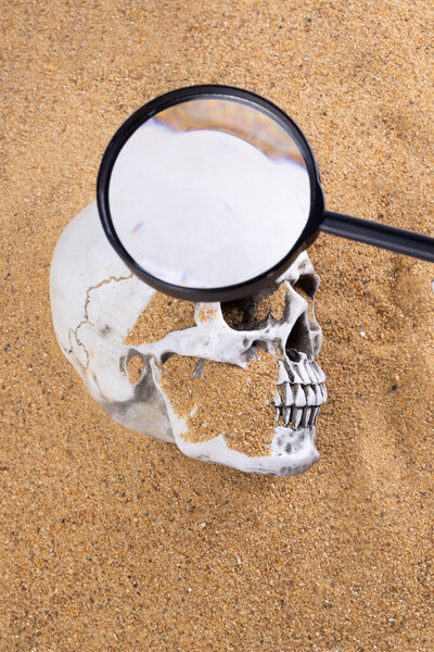 Detective Collecting looking Evidence cause of dead in a Crime Scene. White Bone Skull found under Sand in island as treasure map. Magnifier investigate some clue mystery, copy space
