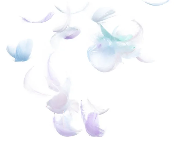 Birçok Pastel Tüyü Sineği Beyaz Arka Planda Tek Başına Havaya — Stok fotoğraf