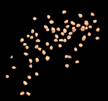 Yer fıstığı patlaması, kahverengi tahıl fıstığı soyut bulut sineği patlaması. Fıstık ezmesi havada uçuşur, yiyecek nesnesi tasarlanır. Seçici odak dondurucu çekim siyah arkaplan izole