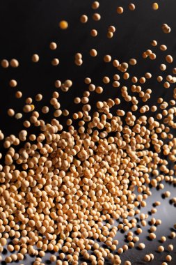 Soy Bean flying explosion, yellow grain beans explode abstract cloud fly. Beautiful complete seed pea soy bean splash in air, food object design. Black background high speed shutter freeze motion