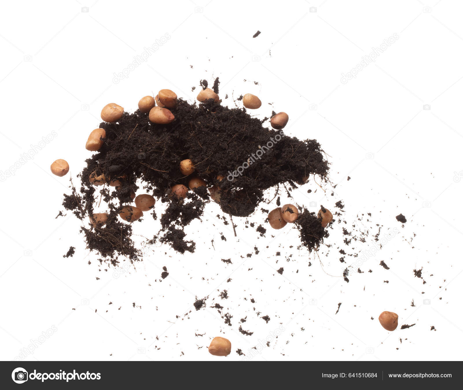 Soil Dirt Peanut Bean Mix Fall Fly Explosion Peanut Bean Stock Photo by