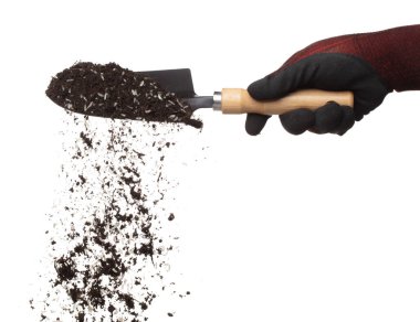 Soil dirt white rice mix in garden shovel hand glove, Rice soil fertilizer abstract cloud fly. Soil mix jasmine rice planting splash stop in air. white background isolated high speed freeze motion