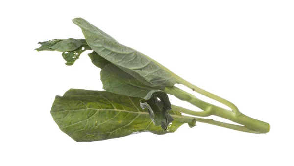 Kale Fly Mid Air Green Fresh Vegetable Chinese Kale Falling — Stock Photo, Image