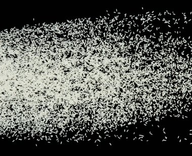 Japon pirinç patlaması, beyaz tahıl kabukları soyut bulut sineği patlaması. Çok güzel bir tohum, pirincin havaya sıçraması, yiyecek nesnesi tasarımı. Seçici odak dondurucu çekim Siyah arkaplan izole