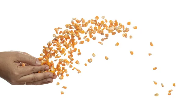 Corn Dried Seed Grain Fly Hand Yellow Golden Corn Seed — Stock Photo, Image
