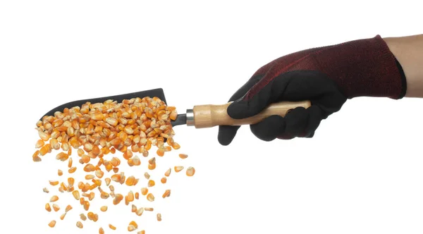 Кукурузное Сушеное Зерно Летит Лопате Желтый Золотой Кукурузный Семя Падает — стоковое фото