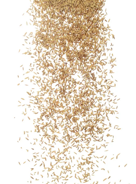 Paddy Reiskörner Fliegen Der Luft Gelb Golden Paddy Rice Fallen — Stockfoto