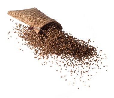 Coriander seed fly throw up in Sack Bag, brown coriander seed float explode, abstract cloud fly. Dried coriander seeds splash throwing in Air. White background Isolated high speed shutter, freeze