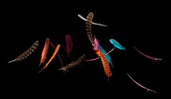 Many Color Feather Fly Fall Air Black Background Isolated Puffy — Stock Photo, Image