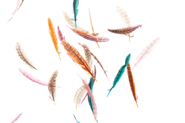Many Color Feather Fly Fall Beautiful Spiral Pattern Air Black — Stock Photo, Image