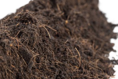 Kara gübre ekilmeye hazır, iyi organik topraklar bahçe çiftçiliği için kök salmış, kökleri tozlu toprağın dokuları yığılmış. İzole edilmiş beyaz arkaplan üzerindeki seçici odağı kapat