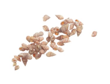 Deniz kabuğu havaya sıçrıyor. Deniz kabuğu patlaması, soyut bulut sineği. Birçok grupta birçok Küçük Pembe Deniz Kabuğu serpilir. Beyaz arkaplan yüksek hız deklanşör dondurma hareketini izole etti