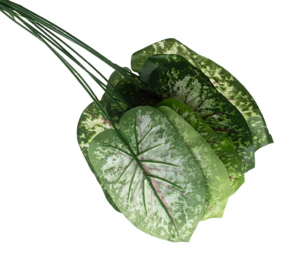 绿叶许多有分枝的人工斑点甜菜热带叶 暗绿色叶子的假热带斑点槟榔 热带叶子植物叶子生长在野外 孤立的白色背景 — 图库照片