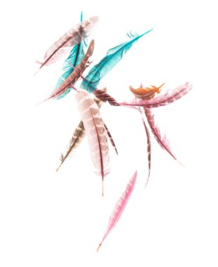 Birçok renk tüy sineği siyah zemin üzerinde havada güzel spiral desen oluşturur. Kabarık yumuşak tüyler, gökte süzülen bir güvercin gibi. Renkli tüyler çok hafif ve narindir.