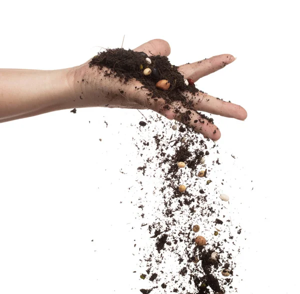 Soil Dirt Multi Kind Bean Mix Fall Garden Hand Mixed — Stock Photo, Image