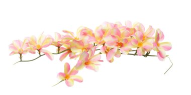 Turuncu pembe tropikal rubra sarmaşık çiçeği bir demet. Portakal pembesi tropikal rubra sarmaşık sunar. Aşk, romantik sevgililer günü hediyesi. Yapay sahte Plumeria Rubra havada uçuyor. Beyaz arkaplan izole