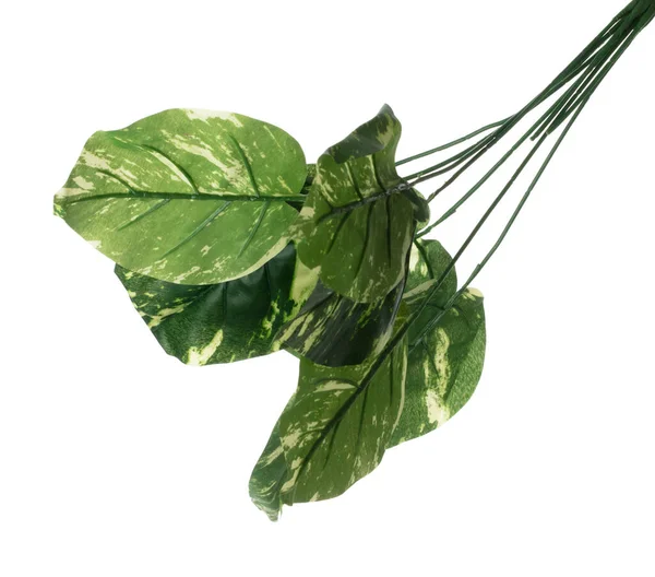 绿叶许多有分枝的人工斑点甜菜热带叶 暗绿色叶子的假热带斑点槟榔 热带叶子植物叶子生长在野外 孤立的白色背景 — 图库照片