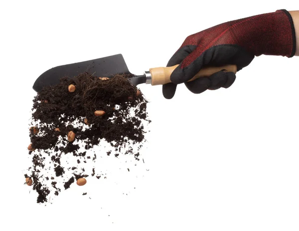 Смесь Арахисового Боба Почвы Падает Руки Садовой Лопаты Арахисовые Бобы Лицензионные Стоковые Фото