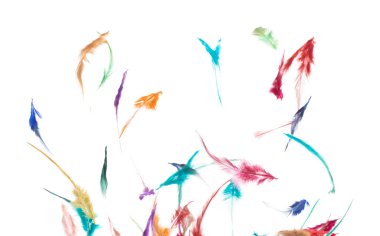 Birçok renk tüy sineği siyah zemin üzerinde havada güzel spiral desen oluşturur. Kabarık yumuşak tüyler, gökte süzülen bir güvercin gibi. Renkli tüyler çok hafif ve narindir.