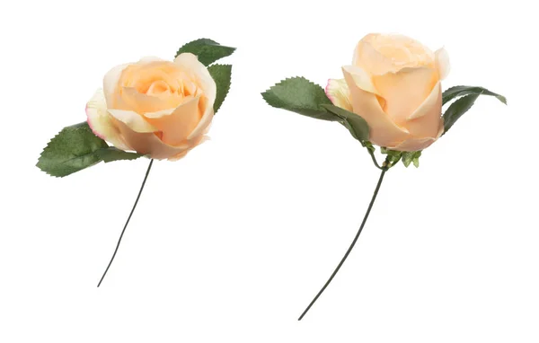 Orange Pastel Rose Flower Show Many Angle Artificial Rose Flower — Stock Photo, Image