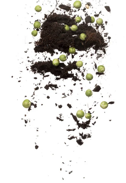 Berry Verde Mistura Berinjela Com Fertilizante Solo Queda Mosca Berry — Fotografia de Stock