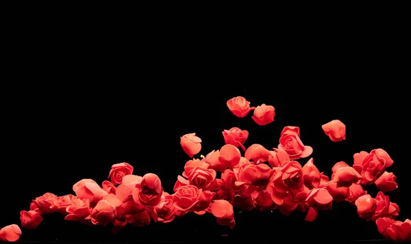 Une Petite Fleur Rose Rouge Explose Beaucoup Roses Polystyrène Présentent — Photo