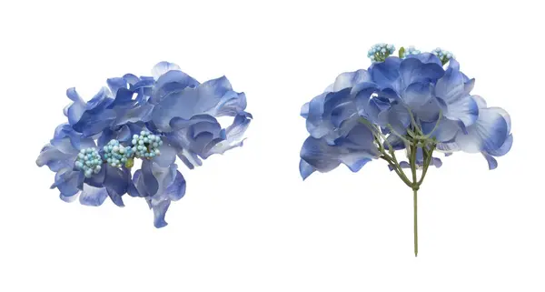 Blu Viola Hepatica Nobilis Fiore Vita Lavorativa Nobills Hepatica Blu — Foto Stock