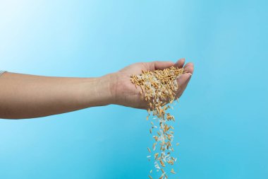 Çiftçi hasat tarlasına Paddy beyaz pirinç sineği saçıyor. Sarı Çeltik Pirinci Düşen Çiftlik Çiftliği, çiftçiler çiftliğe elleriyle pirinç saçıyor. Mavi arkaplan izole edilmiş dondurucu hareket