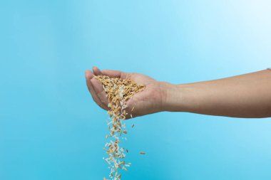 Çiftçi hasat tarlasına Paddy beyaz pirinç sineği saçıyor. Sarı Çeltik Pirinci Düşen Çiftlik Çiftliği, çiftçiler çiftliğe elleriyle pirinç saçıyor. Mavi arkaplan izole edilmiş dondurucu hareket