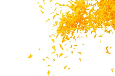 Sarı kadife çiçeği yaprakları uçuşan sarı kadife çiçekleri ile izole edilmiş romantik beyaz arka plan. Dinsel bahar mevsimi, ayin daveti sarı kadife yaprakları havada