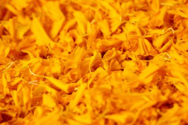 Makro sarı Marigold yaprakları yığınını kapat. Aşk, romantizm ve sarı düğünün ve dini törenin kutlanması. Tatlı su için ballı marigold yaprakları yığın.