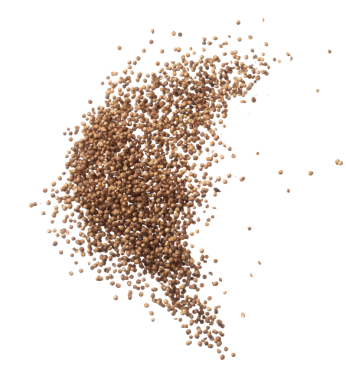 Coriander seed fly explosion, brown coriander seed float explode, abstract cloud fly. Dried coriander seeds splash throwing in Air. White background Isolated high speed shutter, freeze motion