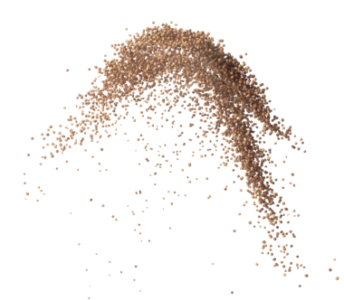 Coriander seed fly explosion, brown coriander seed float explode, abstract cloud fly. Dried coriander seeds splash throwing in Air. White background Isolated high speed shutter, freeze motion