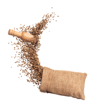 Coriander seed fly throw up in Sack Bag, brown coriander seed float explode, abstract cloud fly. Dried coriander seeds splash throwing in Air. White background Isolated high speed shutter, freeze