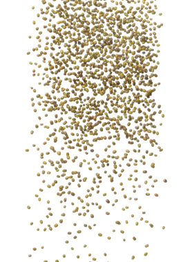 Green mung beans fall down in group, green mung bean float explode, abstract cloud fly. Dried green mung beans splash throwing in Air. White background Isolated high speed shutter, freeze motion