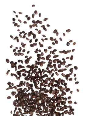 Coffee bean fall down pour in group, Coffee seeds float explode, abstract cloud fly. Coffee beans splash throwing in Air. White background Isolated high speed shutter, freeze motion