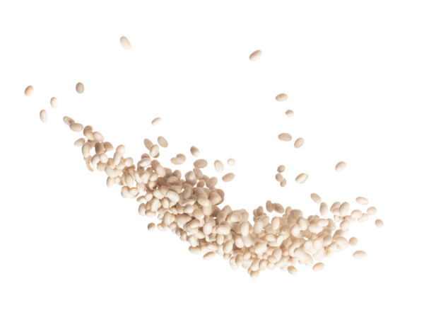 White bean fly explosion group, white bean float explode, abstract cloud fly. Off-white beans splash throwing in Air. White background Isolated high speed shutter, freeze motion