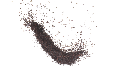 Böğürtlenli pilav torbadan akıyor, siyah mor böğürtlen dalgasıyla havada süzülüyor, yere düşüyor. Pirinç meyvesi organik sağlıklı yemektir. Beyaz arkaplan izole edilmiş yüksek hızlı deklanşör, dur hareketi