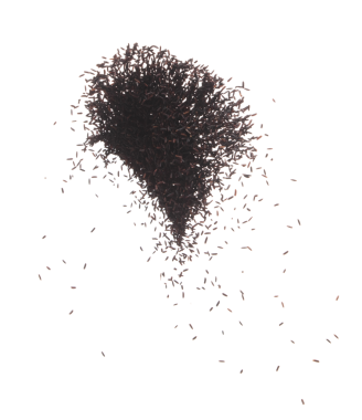 Böğürtlenli pilav torbadan akıyor, siyah mor böğürtlen dalgasıyla havada süzülüyor, yere düşüyor. Pirinç meyvesi organik sağlıklı yemektir. Beyaz arkaplan izole edilmiş yüksek hızlı deklanşör, dur hareketi